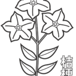 ききょうの花のぬりえ