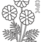 コスモス／秋桜のぬりえ