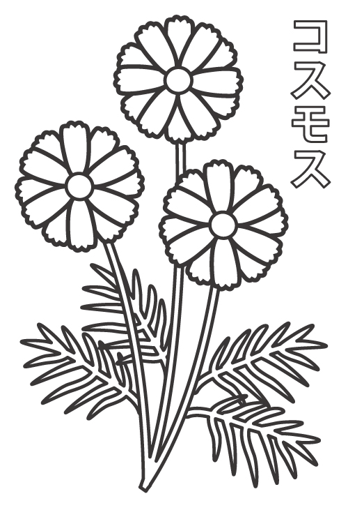 コスモス／秋桜のぬりえ