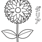 ダリアのぬりえ