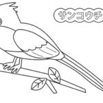 サンコウチョウのぬりえ