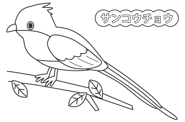 サンコウチョウのぬりえ