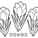 クロッカスのぬりえ