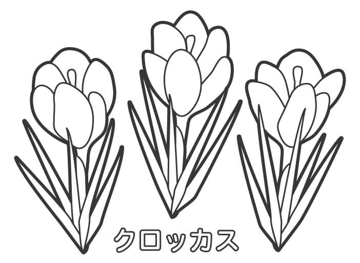 クロッカスのぬりえ