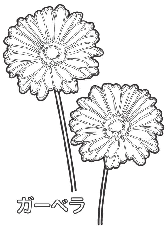 ガーベラの花のぬりえ
