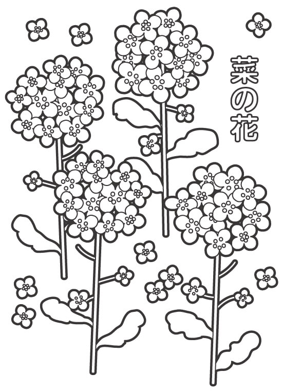 菜の花のぬりえ