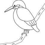 枝にとまっているカワセミのぬりえ