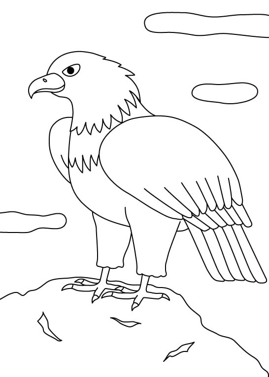 オオワシのぬりえ